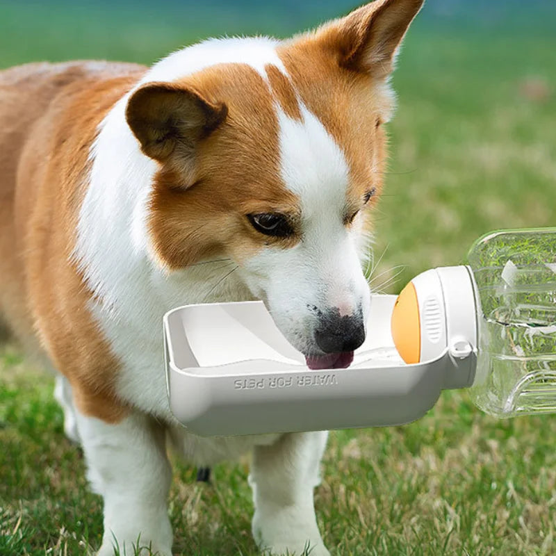 Drinking Water And Feeding Kettle For Pets